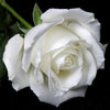 White Roses - A boxed set (12)