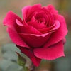 Simply Roses