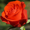 Simply Roses