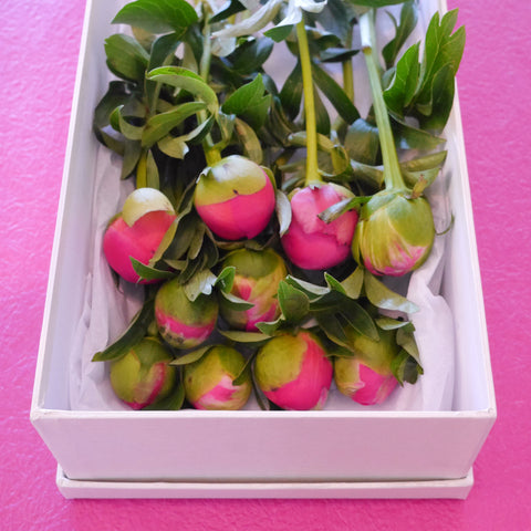 A Boxed Set - Peonies