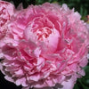 Peonies from Heaven