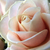 Pale Pink Roses - A boxed set (12)