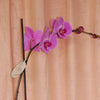 Pinky/Purple Phalaenopsis Orchid