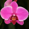 Pinky/Purple Phalaenopsis Orchid