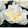 Peonies from Heaven