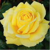 Simply Roses