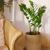 Zanzibar Planter