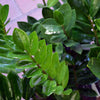 Zanzibar House Plant 